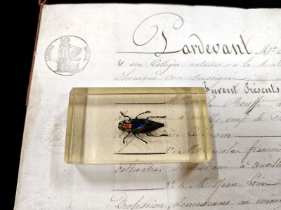 Natura Obscura – Entomologinen näyte no. 311