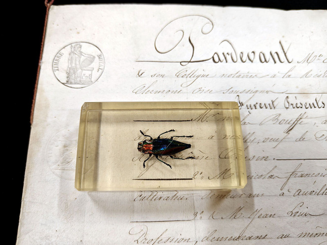 Natura Obscura – Entomologinen näyte no. 311