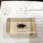 Natura Obscura – Entomologinen näyte no. 311 - pikkukuva 1