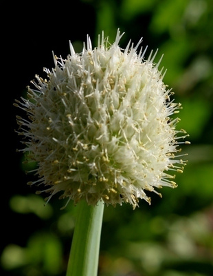 Pillisipuli (Allium fistulosum), siemeniä 100 kpl