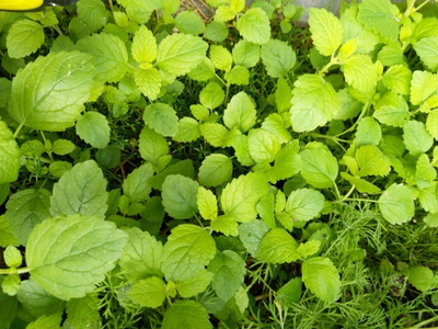 Sitruunamelissa Melissa officinalis