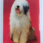 David Gibbon : The wonderful world of dogs - pikkukuva 2
