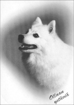 Japaninpystykorva