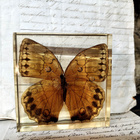 Natura Obscura – Entomologinen näyte no. 523 - pikkukuva 2