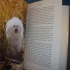 E. Jackie Ransom: THE BICHON FRISE (Sis.postikulut) - pikkukuva 2
