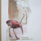 FDC Makedonia 2000: lintuja - pikkukuva 3
