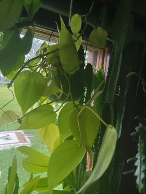 Herttaköynnösvehka 'lemon lime'