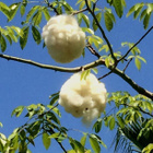 Pullokapokkipuu (Ceiba speciosa), siemeniä 20 kpl - pikkukuva 3