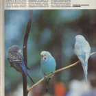 Eläin maailma n:o 2 1986 Tikat. Kotihiiri. Neontetrat. - pikkukuva 2