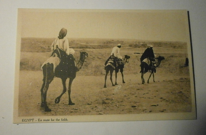 Egypti, kamelit ja miehet menossa pelloille, mv pk, ei p.