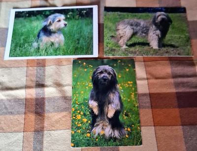 3 KATALONIANPAIMENKOIRA POSTIKORTTIA