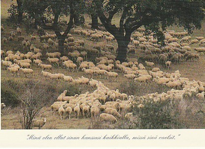 Postikortti, Eläinaihe, eläimet , lammas