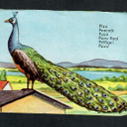 ALE - EAS 3112 - Nelkku - Riikinkukko - 1950-luvulta! - pikkukuva 1