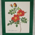 Taidejuliste/art print, 4 kpl ruusuaiheisia, P-J Redoute - pikkukuva 3