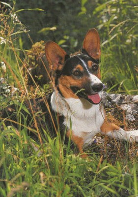WELSIN CORGI CARDICAN  POSTIKORTTI