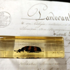 Natura Obscura – Entomologinen näyte no. 324 - pikkukuva 2