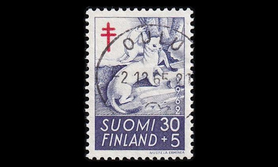 553 o Tuberkuloosi kärppä Oulu 2.12.65 (1962)