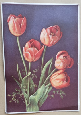 Kimppu punaisia tulppaaneja, p. 1946 (?)
