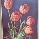 Kimppu punaisia tulppaaneja, p. 1946 (?) - pikkukuva 1