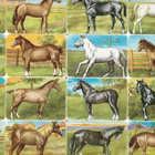 *PZB 1314, upeat hevoset, tupla-arkki, 34x23,5cm* - pikkukuva 1