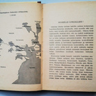 Moilanen Usko: Nuoret uudisasukkaat, v. 1963 - pikkukuva 4