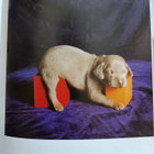 William Wegman: Puppies (koira) - pikkukuva 2