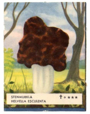 EO 5307 / SIENINELKKU: Korvasieni. 1950-l.