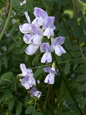 Metsävirvilä (Ervilia sylvatica), siemeniä 50 kpl