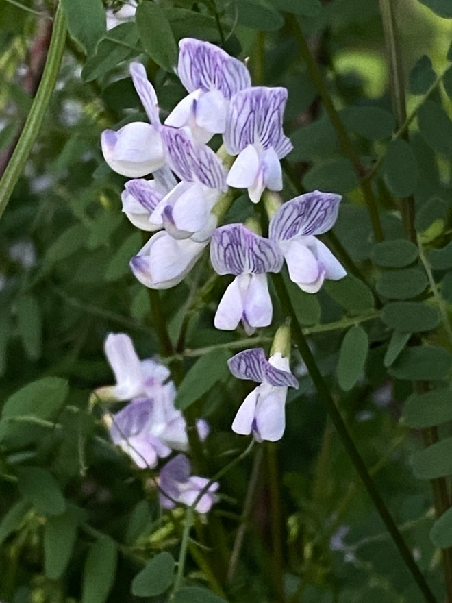 Metsävirvilä (Ervilia sylvatica), siemeniä 50 kpl