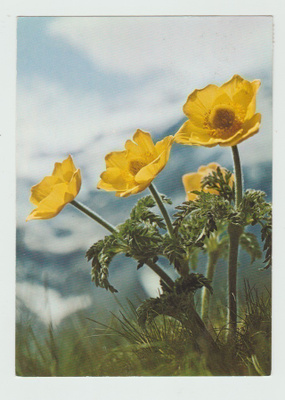 Anemone sulfurea