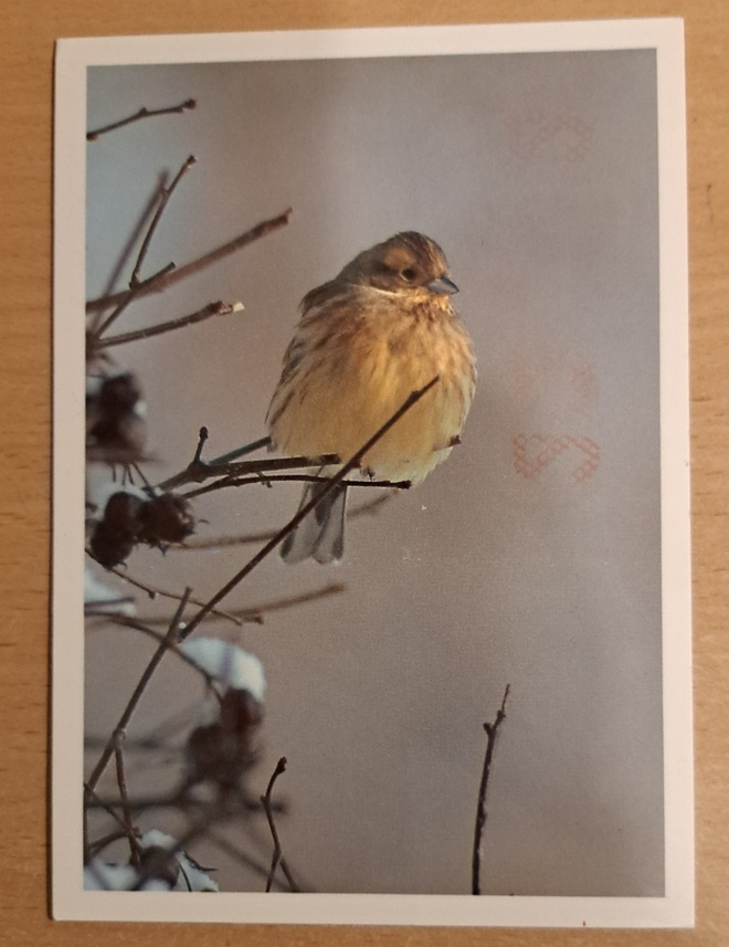 Keltasirkku oksalla, kuvakortti, kulkenut 1994
