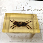 Natura Obscura – Entomologinen näyte no. 356 - pikkukuva 3