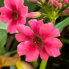 Japaninesikko ’Miller’s Crimson’, siemeniä 100 kpl - pikkukuva 1