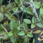 Nurmiajuruoho (Thymus pulegioides), siemeniä 100 kpl - pikkukuva 2