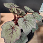 Begonia - pikkukuva 1