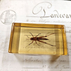 Natura Obscura – Entomologinen näyte no. 365 - pikkukuva 3