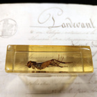 Natura Obscura – Entomologinen näyte no. 362 - pikkukuva 2