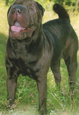 SHAR PEI POSTIKORTTI