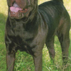 SHAR PEI POSTIKORTTI - pikkukuva 1