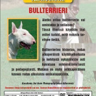 Koiramme - Bullterrierit DVD - pikkukuva 2
