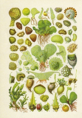 Flora and Fauna, 1935 (postikortti)
