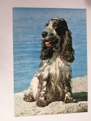 Englanninspringerspanieli