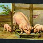 EAS 3011 - Nelkku - Porsaat - 1950-luvulta!!! - pikkukuva 1