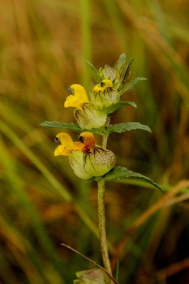 Pikkulaukku (Rhinanthus minor), siemeniä 50 kpl