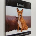 Basenji - pikkukuva 1