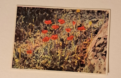 Kukkakortti, unikot, pieni kirjekortti, kulkematon