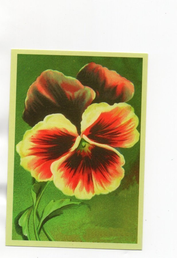 °°VÄRIKÄS ORVOKKI°° -KORTTI /Pelargonia