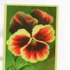 °°VÄRIKÄS ORVOKKI°° -KORTTI /Pelargonia - pikkukuva 1