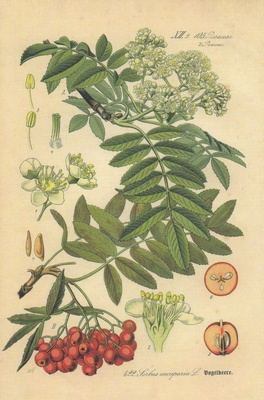 Pihlaja Sorbus aucuparia