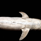 Täytetty mustatäplähai (Carcharhinus sealei), Madagaskar - pikkukuva 5